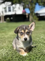 Rip, a male Pembroke Welsh Corgi and Siberian Husky for sale in Shipshewana, IN – 2 of 3