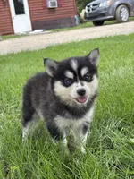 Dolly, a female Pomsky for sale in Shipshewana, IN – 2 of 3