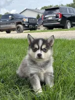 Dorthy, a female Pomsky for sale in Shipshewana, IN – 3 of 3