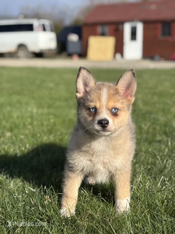 Delilah – Pomsky puppy for sale in Shipshewana, IN