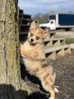 Delilah, a female Pomsky for sale in Shipshewana, IN – Photo 2 of 3