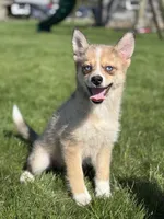 Delilah, a female Pomsky for sale in Shipshewana, IN – 3 of 6