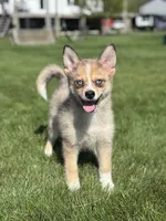 Delilah, a female Pomsky for sale in Shipshewana, IN – 2 of 6