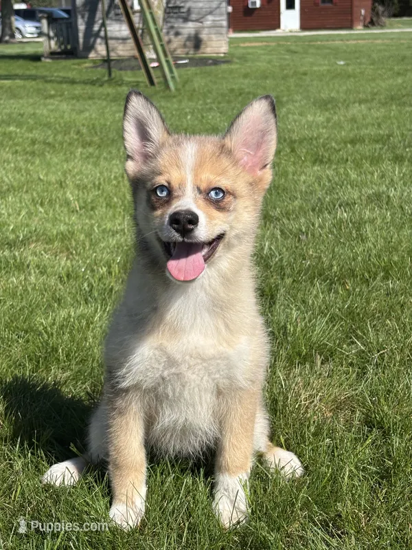 Delilah – Pomsky puppy for sale in Shipshewana, IN