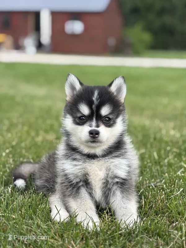Tiffany – Pomsky puppy for sale in Shipshewana, IN