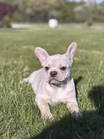 Hazel, a female French Bulldog for sale in Shipshewana, IN – 3 of 6