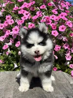 Zion, a female Pomsky for sale in Shipshewana, IN – 3 of 3