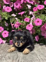 Luna Yorkie-Pom, a female Pomeranian and Yorkshire Terrier for sale in Shipshewana, IN – 3 of 3