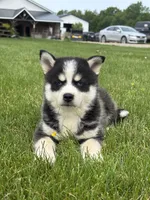 Stetson, a female Pomsky for sale in Shipshewana, IN – 2 of 4