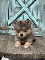Glenda, a female Pomsky for sale in Shipshewana, IN – 3 of 3