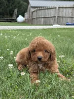Roman F1BB, a male Miniature Goldendoodle for sale in Shipshewana, IN – 2 of 3
