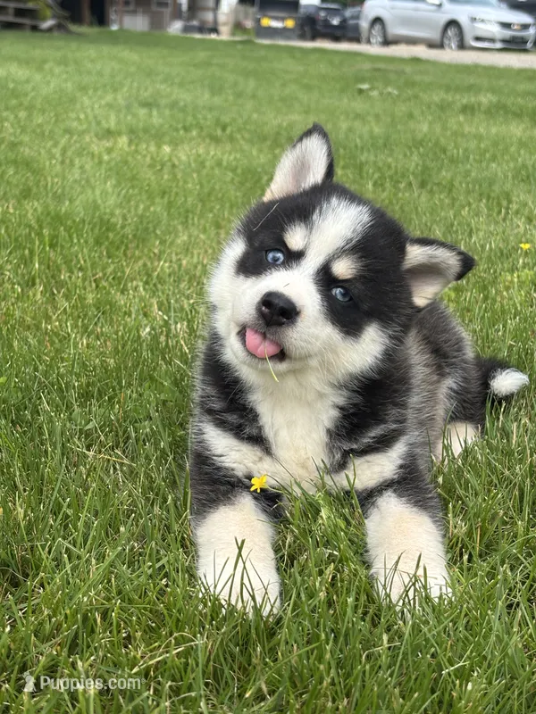 Stetson – Pomsky puppy for sale in Shipshewana, IN