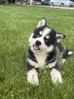 Stetson, a female Pomsky for sale in Shipshewana, IN – 1 of 4