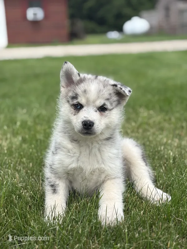 Sterling – Pomsky puppy for sale in Shipshewana, IN