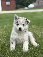 Sterling, a female Pomsky for sale in Shipshewana, IN – 1 of 3