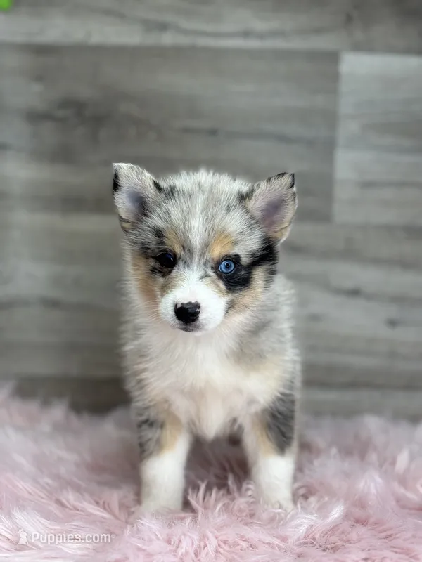 Emily – Pomsky puppy for sale in Shipshewana, IN