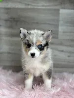 Emily, a female Pomsky for sale in Shipshewana, IN – 1 of 3