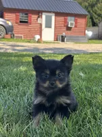 Leah Yorkie-Pom, a female Pomeranian and Yorkshire Terrier for sale in Shipshewana, IN – 3 of 3