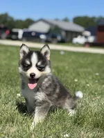 Carlos, a male Pomsky for sale in Shipshewana, IN – 2 of 3