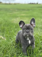 Stella, a female French Bulldog for sale in Shipshewana, IN – 3 of 6