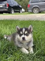 Dorthy, a female Pomsky for sale in Shipshewana, IN – 1 of 3