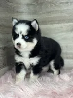 Asher, a male Pomsky for sale in Shipshewana, IN – 3 of 3