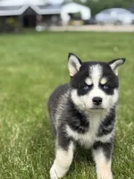Stetson, a female Pomsky for sale in Shipshewana, IN – 4 of 4