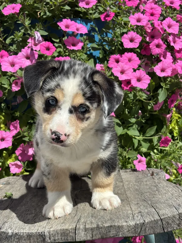 Ruby – Pembroke Welsh Corgi, Siberian Husky puppy for sale in Shipshewana, IN