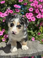Ruby, a female Pembroke Welsh Corgi and Siberian Husky for sale in Shipshewana, IN – 1 of 3