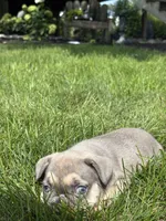 Sky, a female French Bulldog for sale in Shipshewana, IN – 3 of 3