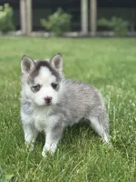 Saint, a male Pomsky for sale in Shipshewana, IN – 2 of 4