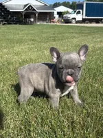 Rachel, a female French Bulldog for sale in Shipshewana, IN – 3 of 3