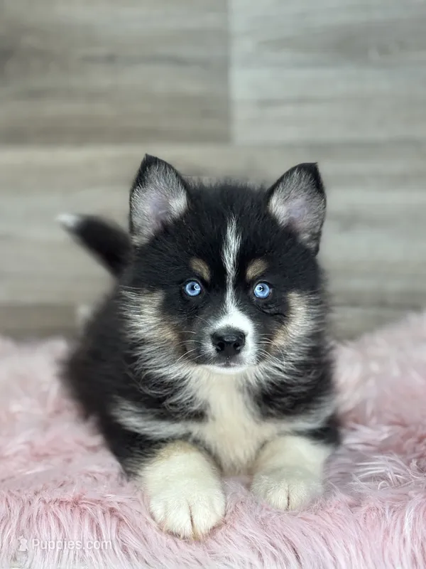 Silas – Pomsky puppy for sale in Shipshewana, IN