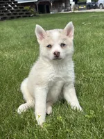 Stella, a female Pomsky for sale in Shipshewana, IN – 3 of 3