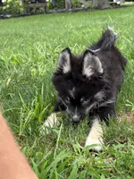 Catalina, a female Pomsky for sale in Shipshewana, IN – 3 of 6