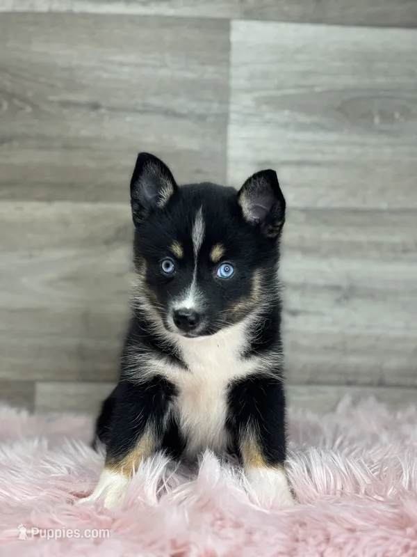 Evelyn – Pomsky puppy for sale in Shipshewana, IN
