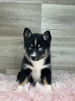 Evelyn, a female Pomsky for sale in Shipshewana, IN – 1 of 3