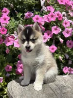 Chloe, a female Pomsky for sale in Shipshewana, IN – 2 of 3