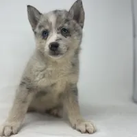 Tanner F2, a male Pomsky for sale in Shipshewana, IN – Photo 3 of 3