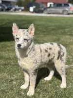 Tanner F2, a male Pomsky for sale in Shipshewana, IN – Photo 4 of 7