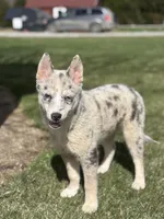 Tanner F2, a male Pomsky for sale in Shipshewana, IN – Photo 2 of 7