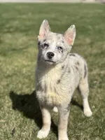 Tanner F2, a male Pomsky for sale in Shipshewana, IN – Photo 1 of 7