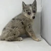 Tanner F2, a male Pomsky for sale in Shipshewana, IN – Photo 2 of 3