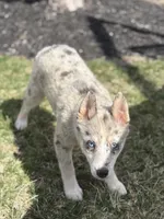 Tanner F2, a male Pomsky for sale in Shipshewana, IN – Photo 3 of 7