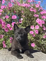 Gail, a female Pomsky for sale in Shipshewana, IN – 3 of 6