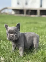 Hope, a female French Bulldog for sale in Shipshewana, IN – Photo 2 of 3