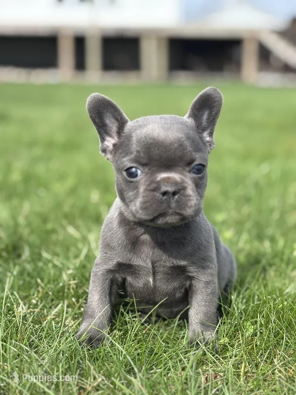 Hope – French Bulldog puppy for sale in Shipshewana, IN