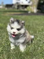 Zelda, a female Pomsky for sale in Shipshewana, IN – 2 of 3