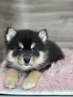 Samuel, a male Pomsky for sale in Shipshewana, IN – 3 of 3