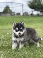 Tiffany, a female Pomsky for sale in Shipshewana, IN – 2 of 3